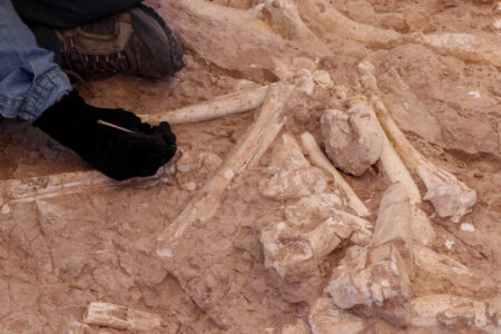 7,5 Millionen Jahre alter Giraffenknochen in Kayseri gefunden