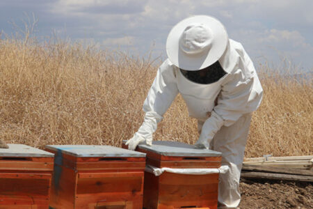 Das in Batman gestartete Projekt erweckte die Bienenzucht zum Leben