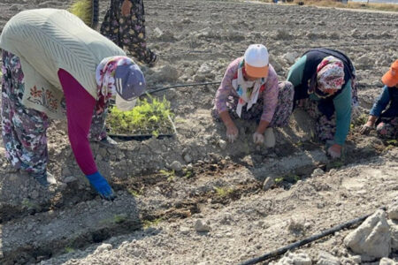 Der Export nach Europa ist geplant!  Die Spargelproduktion in Isparta nimmt zu