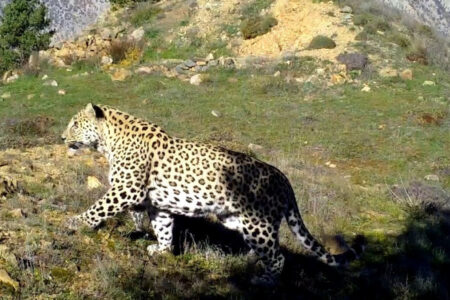 Die Strafe für die Jagd auf einen anatolischen Leoparden beträgt 1,2 Millionen TL