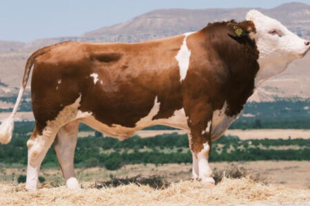 Erster Export von gefrorenem Bullensperma nach Aserbaidschan