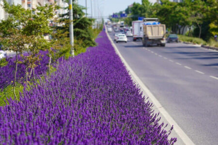 In Bilecik fließt der Verkehr mit dem Duft von Lavendel