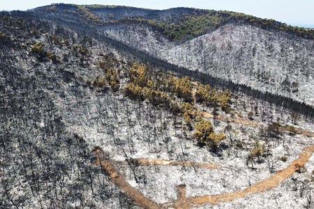 Muğla ergab sich den Flammen! Woodland verwandelte sich in Asche