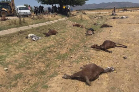 77 Kleinvieh starben, nachdem sie in Hatay mit Pestiziden verseuchtes Wasser getrunken hatten.