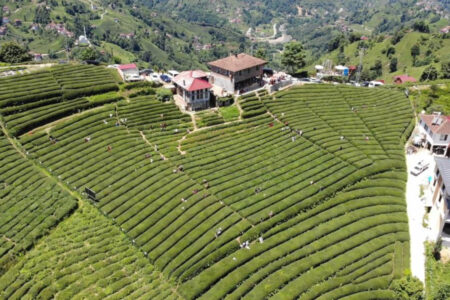 Der Teegarten in Rize ist zu einem touristischen Anziehungspunkt geworden