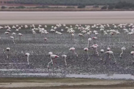 Die Todesursache von Flamingos in Griechenland steht fest: Elektrokabel