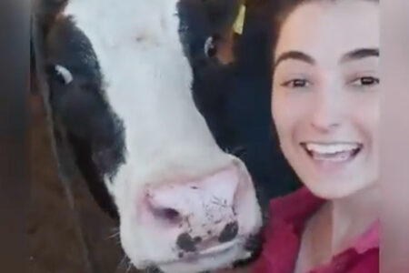 Es brachte das Publikum zum Lächeln!  Die Kuh, die fröhlich rannte, um ein Selfie mit ihrem Besitzer zu machen, ging viral!