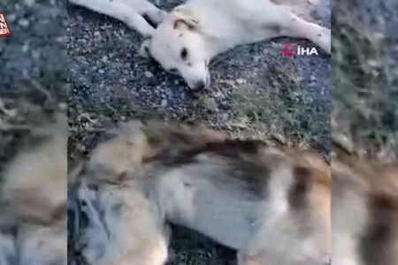 In Bolu wurden 6 Hunde hintereinander tot aufgefunden
