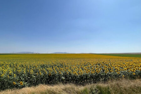 Sonnenblumen in Eskişehir boten Postkartenbilder