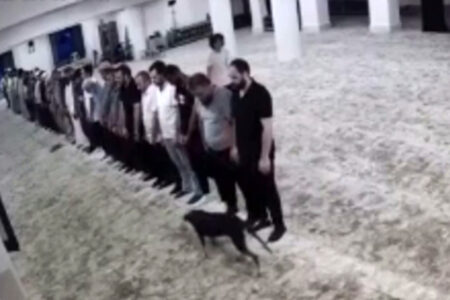 Unerwarteter Gast beim Morgengebet in Istanbul