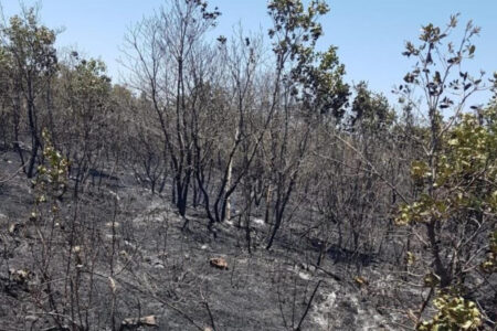 Waldbrand in Diyarbakır!  Nach 18 Stunden wurde es unter Kontrolle gebracht