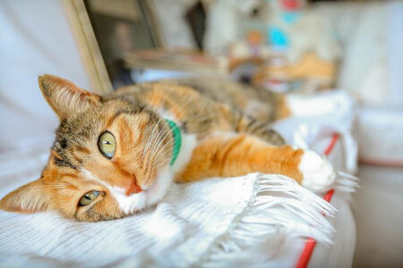 WER: Dutzende Katzen haben sich in Polen mit der Vogelgrippe infiziert