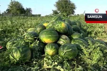 Bafra-Wassermelone begann ihren Platz in den Regalen einzunehmen