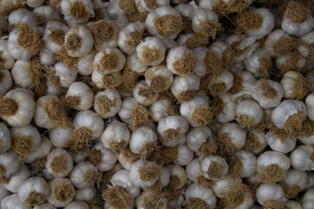 Bei Taşköprü-Knoblauch wird ein Ertrag von 25.000 Tonnen erwartet