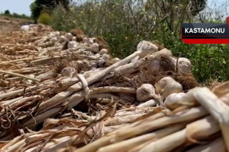 Bei Taşköprü-Knoblauch wird ein Ertrag von 25.000 Tonnen erwartet