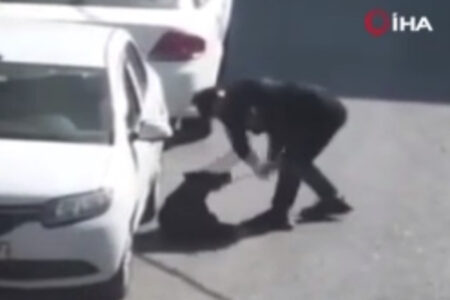 Bis zu drei Jahre Gefängnis wegen Gewalt gegen Hunde in Beşiktaş beantragt