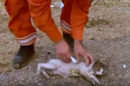 Die erste Hilfe für die von den Flammen betroffene Katze in Antalya kam von einem Freiwilligen aus dem Wald.