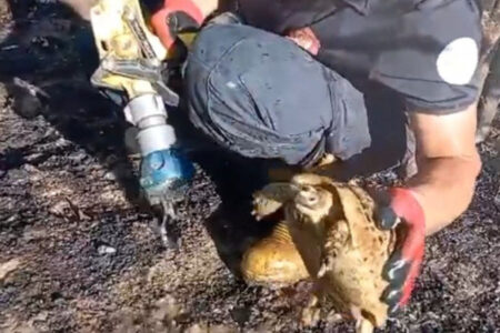 Die Freude eines Feuerwehrmanns bei der Rettung einer Schildkröte aus einem Feuer in Adana