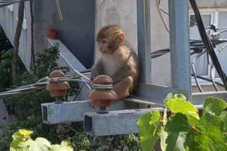 Ein Affe, der seinem Besitzer entkam und in die Küche eines Hauses in Bursa eindrang, wurde gefangen