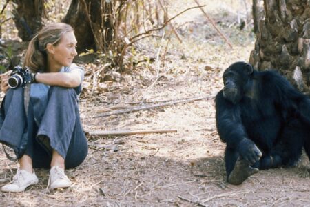 Ein einzigartiger Klassiker von Jane Goodall zum Verständnis der Grundlagen menschlichen Verhaltens: Im Schatten des Menschen