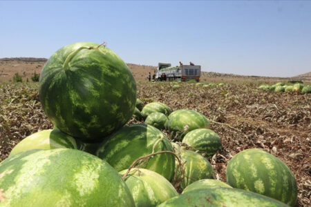 Entwicklung, die die Preise günstiger macht!  In Diyarbakır werden mehr als 150.000 Tonnen Wassermelonen geerntet