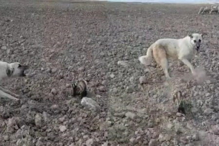 Er hat sich mit dem Schäferhund gestritten!  Der vom Aussterben bedrohte Rattenmarder ist in Nevşehir aufgetaucht