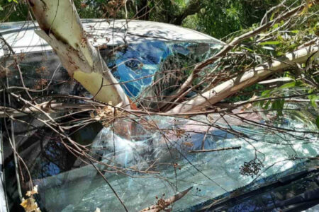 In Bayan Azmağı, Muğla, fiel ein Ast auf das Auto