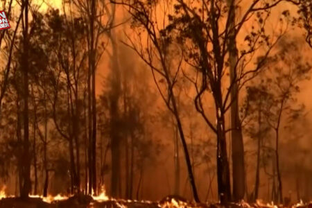 In den letzten 10 Jahren sind weltweit etwa 82 Millionen Hektar Waldfläche verbrannt.