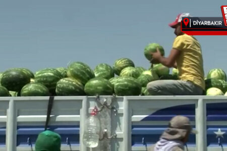 In Diyarbakır werden mehr als 150.000 Tonnen Wassermelonen geerntet