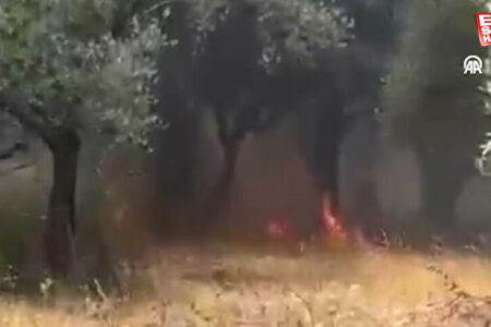 In einem Olivenhain in Kaş brach ein Feuer aus