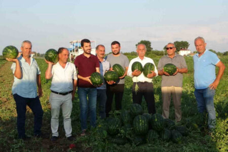 In Samsun hat die Wassermelonenernte begonnen!  Der Wassermelonenpreis auf dem Feld ist fünfmal höher als im letzten Jahr