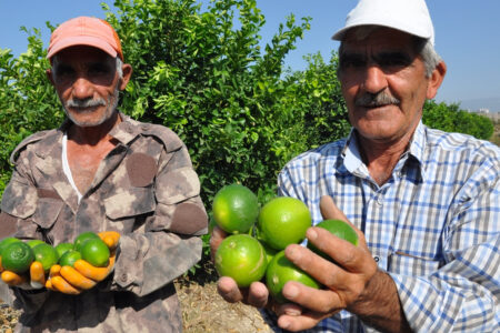 In Silifke begann die Lindenernte