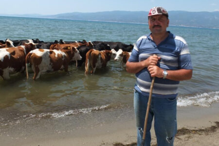 Kühe kühlen sich im Meer in Balıkesir ab