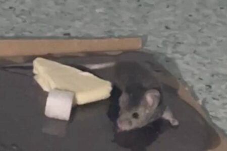 Ratten überschwemmten das Krankenhaus!  (Exklusive Neuigkeiten)