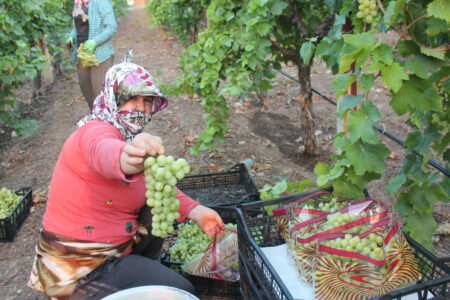 Weinlese bei Rekordhitze in Manisa
