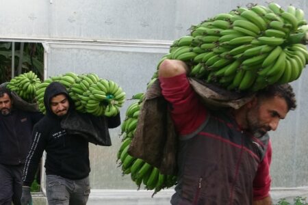 Die Ernte in Mersin hat begonnen!  Ein Kilo Bananen, das im Garten 16 Lira kostet, kostet auf dem Markt 30 Lira.