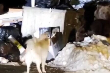 Ein weiterer Vorfall mit einem Bären, der nicht schlafen kann!  Sie haben in Uludağ einen bellenden Hund angegriffen