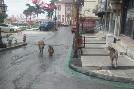 Unmittelbar nach dem Erdbeben wurden in Tekirdağ viele Hunde auf der Straße beobachtet