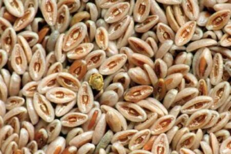Es wirkt sich sogar auf den Stuhl aus!  Was ist Kümmelkraut und wozu dient es?  Vorteile von Blumenkohlpulver