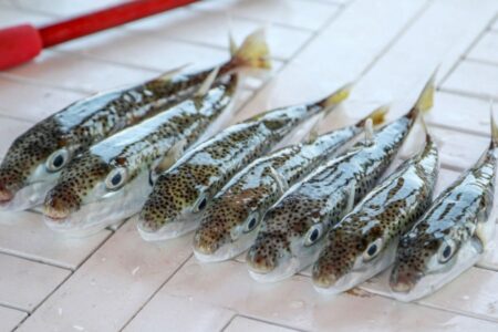 Familie in Hatay durch Kugelfisch vergiftet… 1 Person entlassen