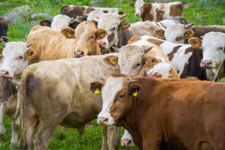 TARSİM versicherte im Jahr 2023 19,7 Millionen Klein- und Rinder