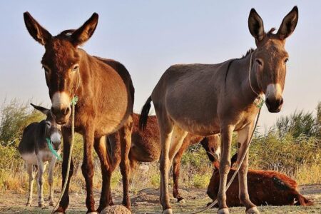 5,9 Millionen Esel werden jährlich wegen ihrer Haut getötet
