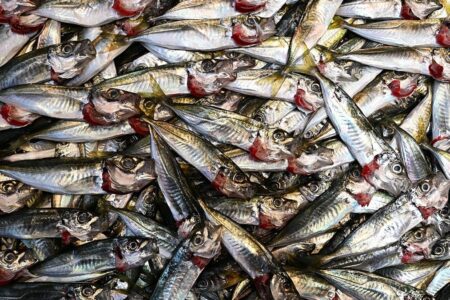 Als es reichlich vorhanden war, wurde sein Preis günstiger!  3 Kilogramm Stöcker in Trabzon sind 100 Lira