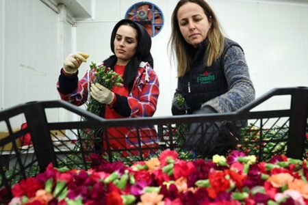 Die Arbeit der Blumenzüchter am 14. Februar: 70 Millionen Zweige türkischer Blumen für Liebhaber auf der ganzen Welt