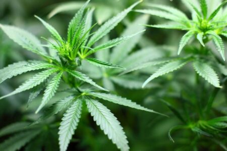 Die Koalitionsregierung in Deutschland einigt sich auf eine begrenzte Legalisierung von Marihuana