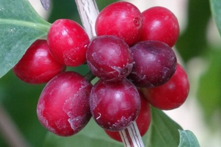 Echter türkischer Kaffee kommt!  Der Produzent aus Mersin kaufte seine ersten Produkte