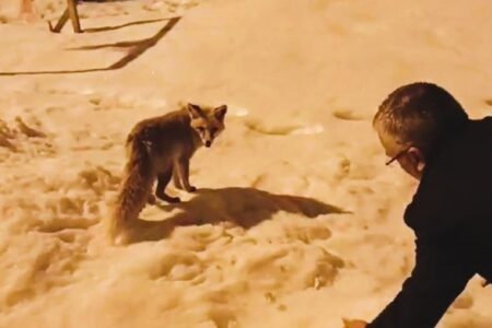 Ein hungriger Fuchs aus Ardahan kam in die Stadt