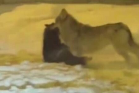 In Ardahan zerrte der Wolf den Hund, den er erdrosselt hatte, hinter sich her