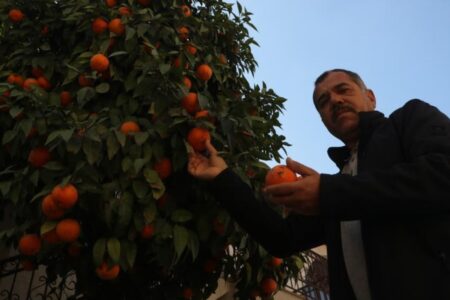 In Hatay, das vom Erdbeben heimgesucht wurde, gibt es niemanden mehr, der Zitrusfrüchte pflücken kann.