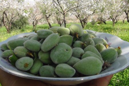 Kilosu 1.000 lira! İlk badem çağlası hasadı Mersin’de yapıldı